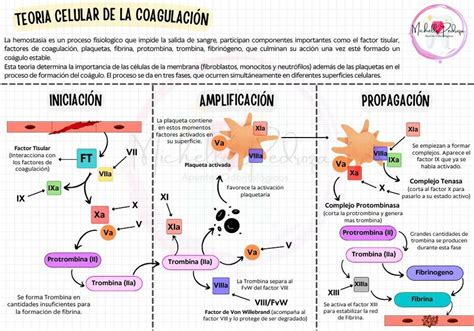 Infografía del modelo celular de la coagulación con fases de inicio, amplificación y propagación.