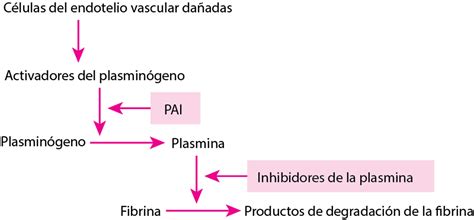 Esquema detallado del sistema de fibrinólisis, mostrando el plasminógeno, plasmina y la generación de dímero D.