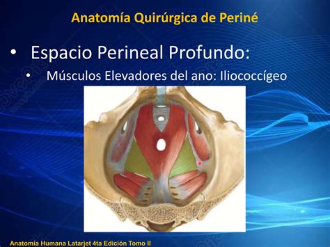 Infografía: Anatomía del periné y representación de una episiotomía y desgarros perineales