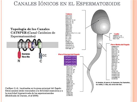 Diagrama de los principales canales iónicos (CatSper, KSPER, HV1, NBC) en el flagelo y cabeza del espermatozoide