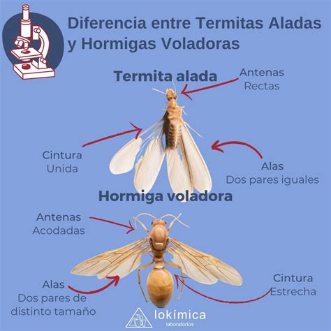 Comparación morfológica entre hormiga reina alada y macho alado