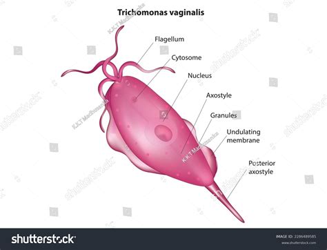 Esquema del protozoo Trichomonas vaginalis