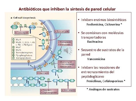Esquema del mecanismo de acción de la fosfomicina en la pared celular bacteriana