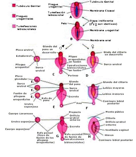 Ilustración del desarrollo de los genitales fetales masculinos y femeninos a lo largo de las semanas de gestación