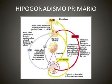 Diagrama de las principales causas genéticas y congénitas del hipogonadismo primario en niños