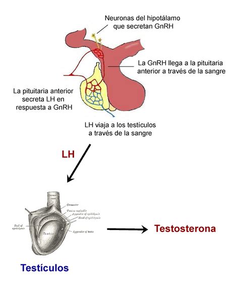 Gráfico ilustrativo de la regulación hormonal de la testosterona por el hipotálamo y la hipófisis