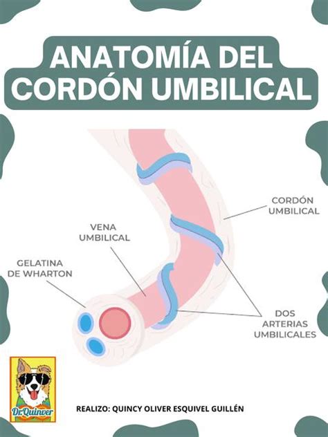 Infografía detallada del cordón umbilical y su anatomía