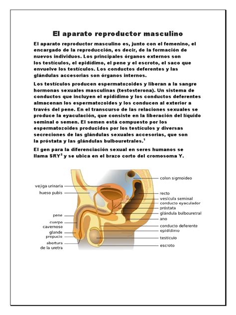 Esquema del sistema reproductor masculino y la producción de espermatozoides