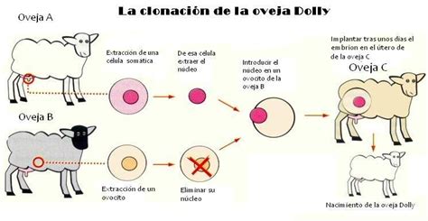 Esquema de la clonación de la oveja Dolly, mostrando la transferencia nuclear de una célula somática a un óvulo enucleado.