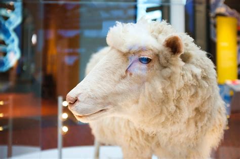 Fotografía de la oveja Dolly, el primer mamífero clonado a partir de una célula adulta.