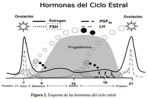 gráfico: niveles de progesterona y LH durante el ciclo estral de la perra