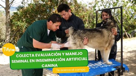 fotografía: equipo de obtención de semen canino y microscopio para evaluación