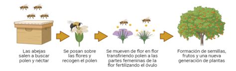 Esquema del proceso de polinización con agentes bióticos (abeja) y abióticos (viento).