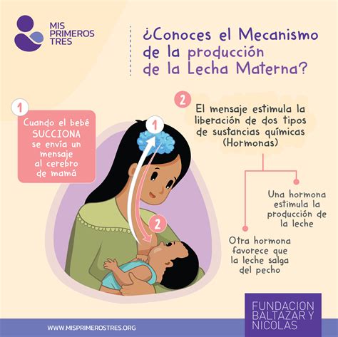 Infografía: Ciclo de producción de leche materna (prolactina, FIL, succión)