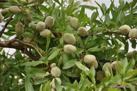 Foto de una planta de almendro o producto de leche de almendras con advertencia nutricional