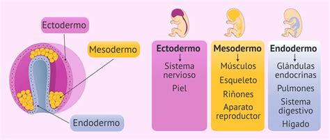 Diagrama de las tres capas germinativas (ectodermo, mesodermo, endodermo) formándose durante la gastrulación