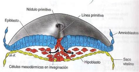 Esquema de la línea primitiva y el nódulo de Hensen, con flechas indicando las corrientes de migración celular