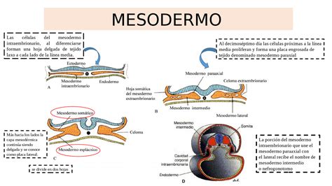 Representación esquemática de la diferenciación del mesodermo en sus distintos componentes