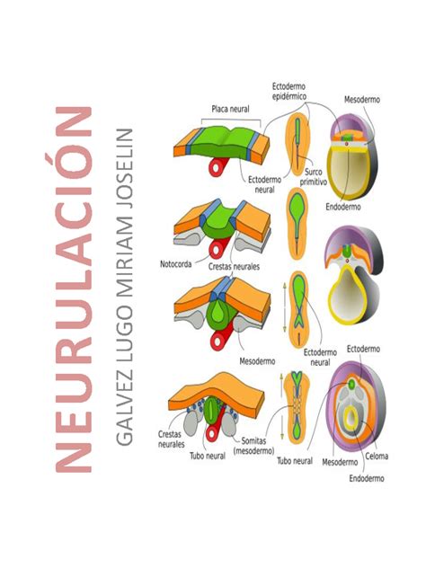 Secuencia de imágenes que muestran la neurulación y el cierre del tubo neural