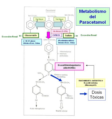 Diagrama simplificado del metabolismo del paracetamol en el hígado