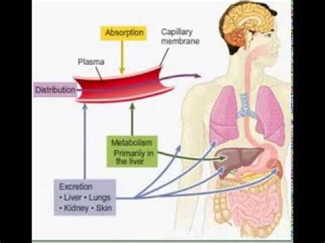 Diagrama de flujo mostrando la absorción, distribución, metabolismo y excreción de la cetirizina en el cuerpo humano.