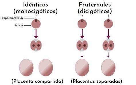 Esquema de la formación de gemelos monocigóticos y dicigóticos