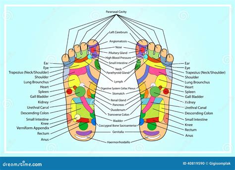 Esquema de puntos de acupuntura para moxibustión en el pie