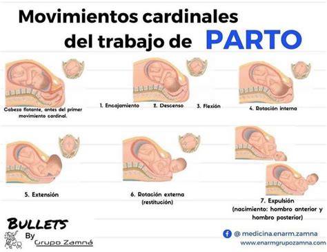 Infografía de los movimientos cardinales del parto