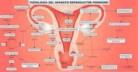 Esquema del aparato reproductor femenino con la trayectoria de los espermatozoides