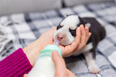 Fotografía de un cachorro recién nacido siendo alimentado con un biberón por un humano.