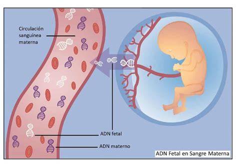 Diagrama de cómo se extrae y analiza el ADN fetal en sangre materna.