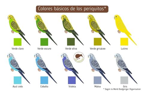 infografía sobre la anatomía del periquito y sus variedades de coloración