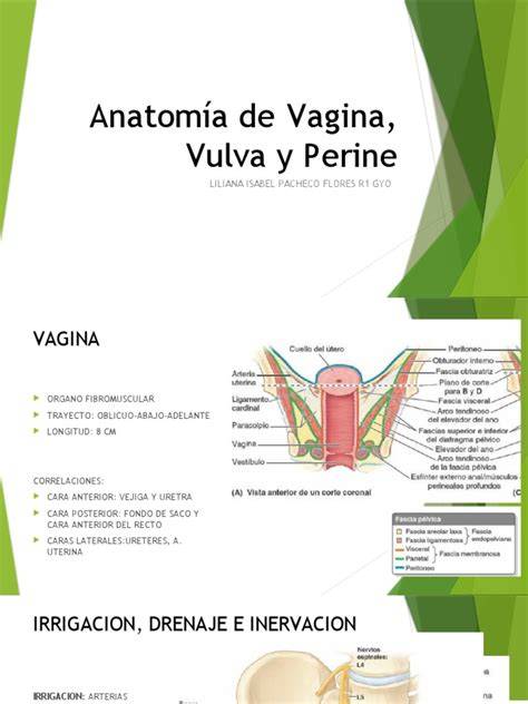 Esquema de la anatomía vulvovaginal con énfasis en la vulva y la vagina