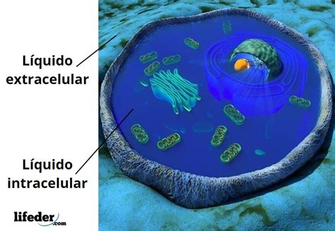 Infografía: evolución de los compartimentos hídricos (intracelular vs extracelular) durante el primer año de vida