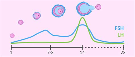 Diagrama mostrando los niveles hormonales (FSH, LH, estrógenos, progesterona) a lo largo del ciclo menstrual y su relación con el desarrollo folicular