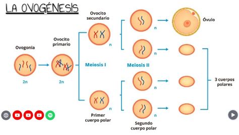 Infografía comparando las etapas de la ovogénesis y la foliculogénesis