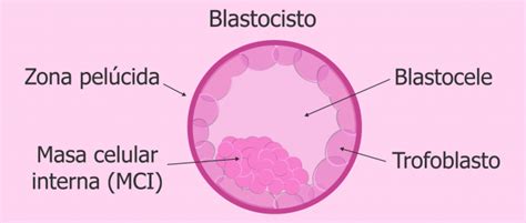 Esquema detallado del blastocisto mostrando la masa celular interna y el trofoblasto para implantación