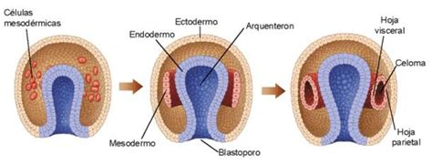 Diagrama de las tres capas germinales (ectodermo, mesodermo, endodermo) del disco embrionario trilaminar