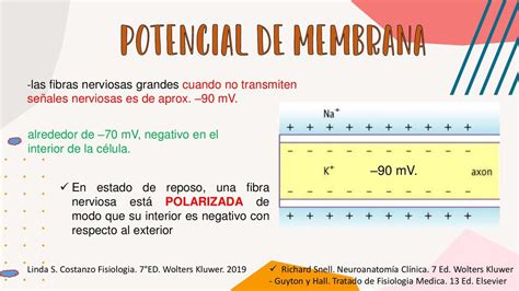 Gráfico que ilustra el cambio en el potencial de membrana del óvulo tras la fusión con el espermatozoide, mostrando la despolarización.