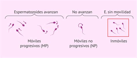 Esquema de cómo un lubricante respeta la motilidad de los espermatozoides