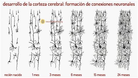 Gráfico: Crecimiento y desarrollo de las conexiones neuronales en el cerebro fetal