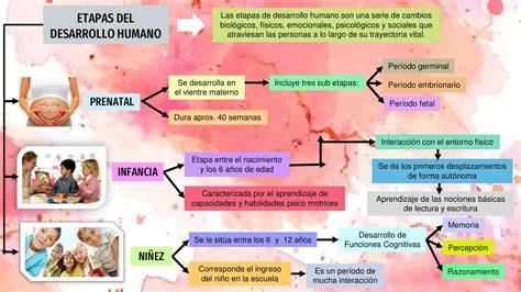 Esquema de las etapas de desarrollo y alimentación de terneros
