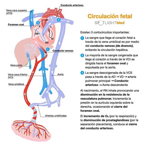 Diagrama de la circulación postnatal con cierre de shunts