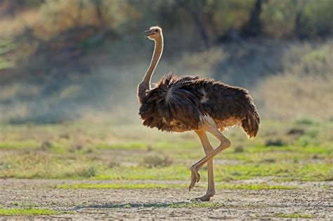 fotografía de un avestruz adulto en su hábitat natural, mostrando su tamaño imponente