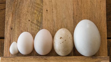 foto comparativa de un huevo de avestruz junto a varios huevos de gallina para ilustrar su gran tamaño