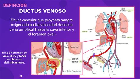 Esquema detallado de la anatomía del ductus venoso y sus conexiones