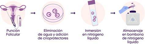 Esquema del proceso de congelación de óvulos desde la estimulación hasta el almacenamiento en nitrógeno líquido