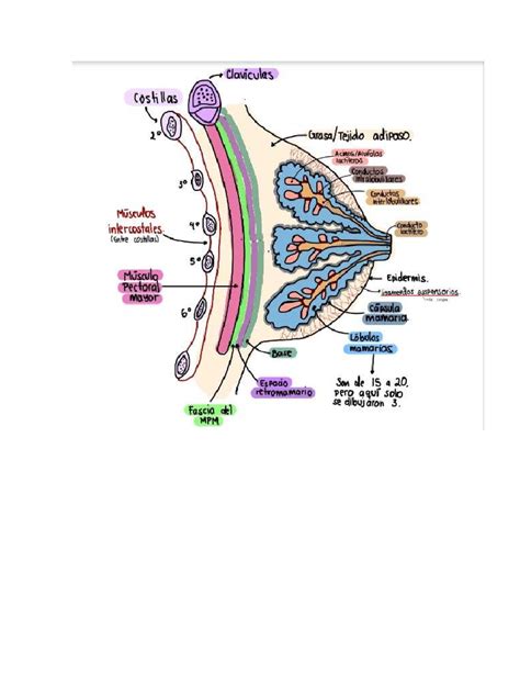 Esquema anatómico mostrando las estructuras mamarias y las zonas propensas a obstrucciones y mastitis durante la lactancia.