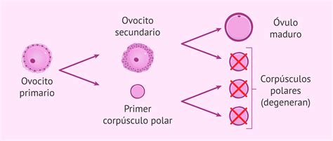 Infografía: Proceso de ovogénesis y formación de ovocitos