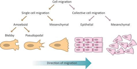 Diferencias entre migración celular individual y colectiva